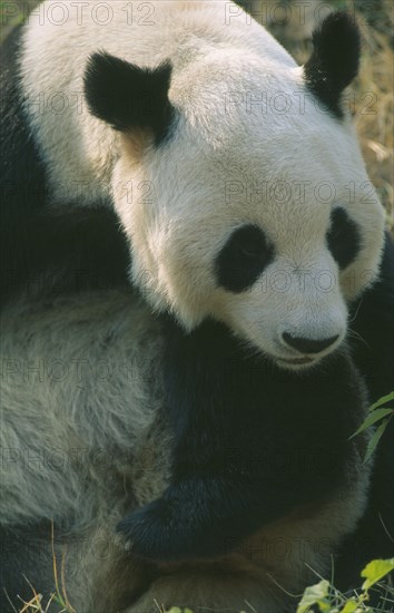 WILDLIFE, Bears, Panda, Giant Panda sitting on the ground in Beijing Zoo