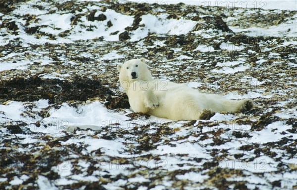 WILDLIFE, Bears, Polar Bear (ursus maritimus) lying on its back in a kelp bed on the shore of Hudson bay near Churchill Canada