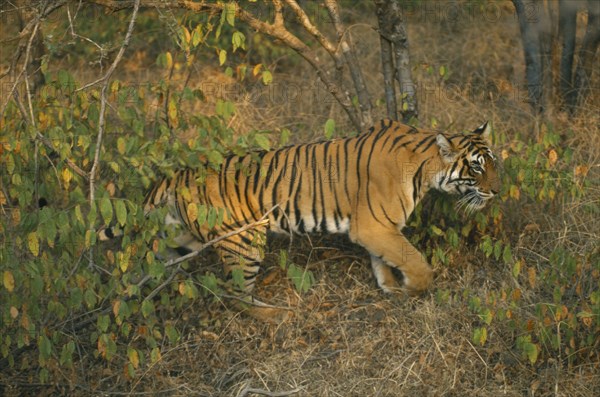 WILDLIFE, Big Game, Cats, Indian Tiger (panthera tigris tigris) Ranthambore National Park Rajasthan south of Delhi near Sawai Madahapur