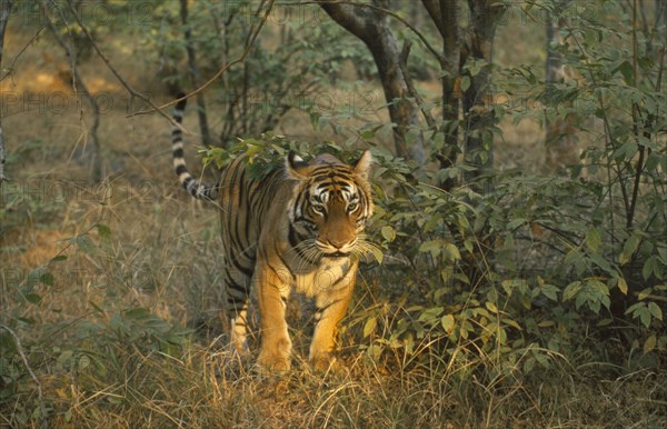 WILDLIFE, Big Game, Cats, Indian Tiger (panthera tigris tigris) Ranthambore National Park Rajasthan south of Delhi near Sawai Madahapur