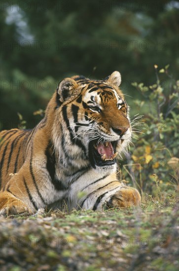 WILDLIFE, Big Game, Cats, Siberian Tiger (panthera tigris altaica) sitting on the ground looking menacing