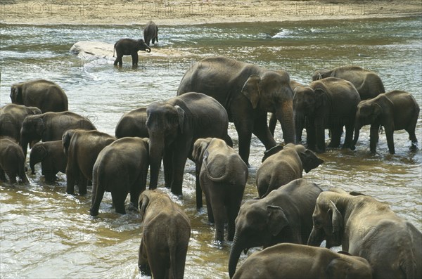 WILDLIFE, Big Game , Elephants, Indian Elephant herd from orphanage sanctuary at Pinawella near Kandy bathe in the Maha Oya river  Sri Lanka