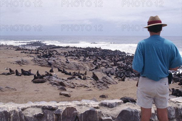 NAMIBIA, Skeleton Coast, Cape Cross Seal Reserve, Tourist looking out to the Atlantic over herds of Seals sitting on the rocky beach