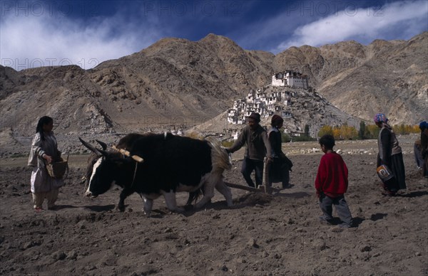 INDIA, Ladakh, "Digging potatoes using pair of dzo, a hybrid of a yak and a domestic cow to pull plough.  Women and children waiting behind plough to collect uncovered potatoes."