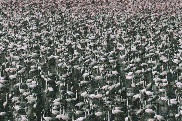WILDLIFE, Birds, Flamingoes, Greater and Lesser Flamingo (phoenicopterus ruber and minor) massed in Lake Bogoria Kenya