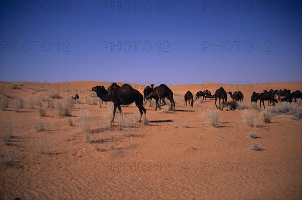 SAUDI ARABIA, Beraydah, "Herd of camels grazing in sandy desert, sparse scrubby vegetation "