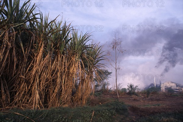 INDIA, Uttar Pradesh , Sugar Cane, Sugar cane growing in foreground with chimneys from sugar mill behind emitting dark clouds of smoke.