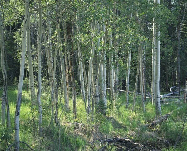 USA, Colorado, Rocky Mountain National Park, "Aspen trees,sunlight thro'slender silver barked trees,long grass "