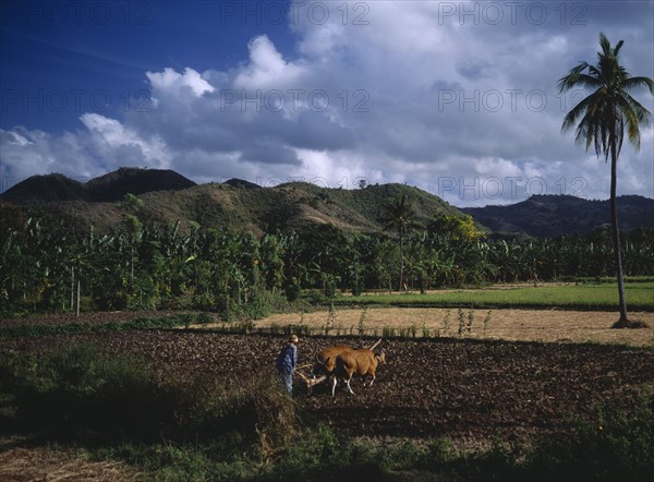 INDONESIA, Lombok, Timur, Mawon near Kuta. Man ploughing ricefields with cattle. A lone palm tree to right and banana trees and hills behind