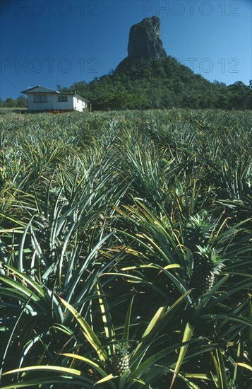 AUSTRALIA, Queensland, Mount Coonowrin, Pineapple farm