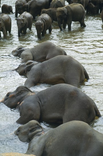 WILDLIFE, Big Game , Elephants, Indian Elephants at sanctuary orphanage bathing in Maha Oya river at Pinawella near Kandy Sri Lanka