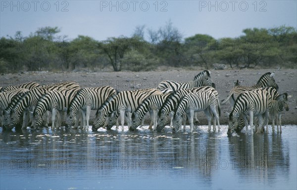 NAMIBIA, Etosha National Park, Zebra drinking at waterhole.