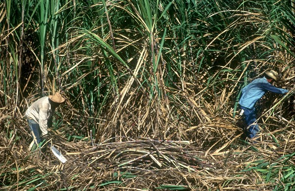 CUBA, Pinar Del Rio , Sugar Harvest workers cutting down crops