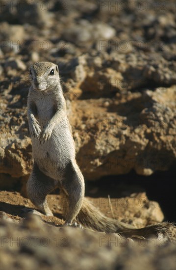WILDLIFE, Rodents, Prairie Dog, Prairie Dog standing guard in Namibia