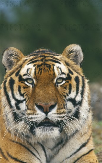 WILDLIFE, Big Game, Cats, Siberian Tiger (panthera tigris altaica) portrait