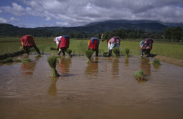 CHINA, Yunnan , Women from Dai tribe planting rice.