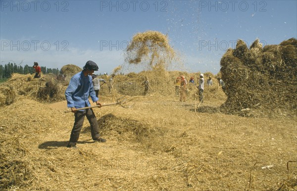 CHINA, Ningxia Province, Threshing Wheat by hand.