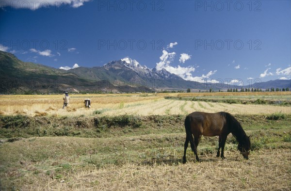 CHINA, Yunnan, Lijiang , Horse grazing in foreground with farmer harvesting wheat in field against mountainous horizon behind