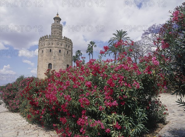SPAIN, Andalucia, Seville, "Arenal District, Torre del Oro with pink flowers on a shrub in the foreground "
