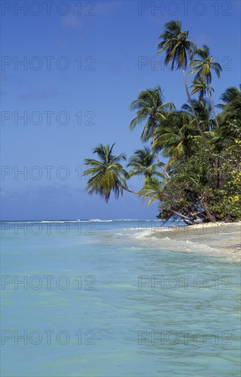WEST INDIES, Tobago, Pigeon Point, View along shore and beach with palm trees stretching out over the sea