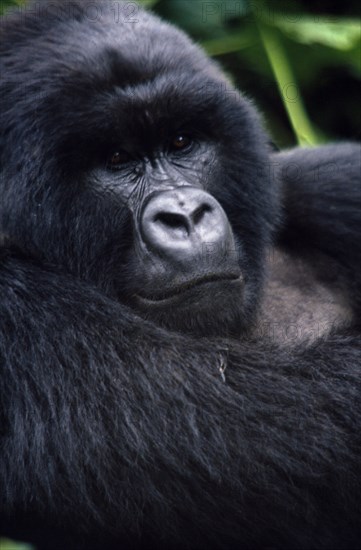 ZAIRE, Animals, Apes, Close view of Mountain Gorilla in natural habitat in the Virunga mountain range