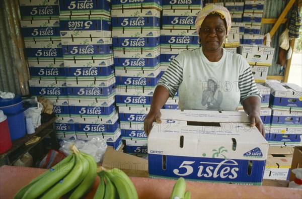 WEST INDIES, St Lucia, Banana packer.