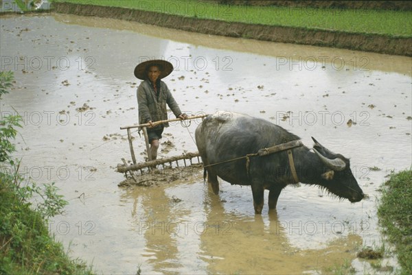 CHINA, Guangxi Province, Guilin, Farmer ploughing paddy field using plough drawn by buffalo near Guilin.