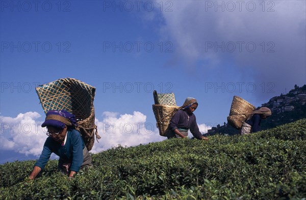 INDIA, West Bengal, Darjeeling, Tea pickers carrying woven baskets on their backs on crest of slope in tea plantation against blue sky with white cloud.