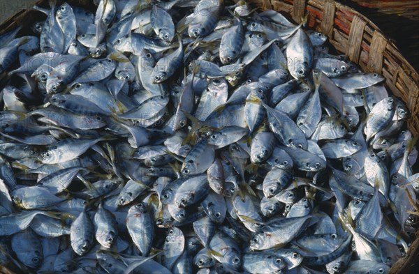 INDIA, Industry, Fishing, Close up of a Pomfrit Fish catch in a basket