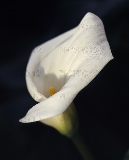 FLOWERS, Lilies,  Still life of  white Lily