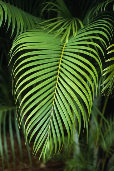 CARIBBEAN , Plants, Palm leaf detail.