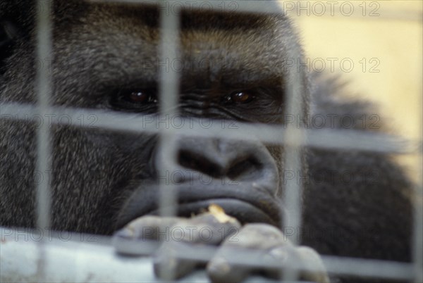 ANIMALS, Apes, Gorilla, Western lowland gorilla in captivity in Chessington zoo looking through bars of cage.