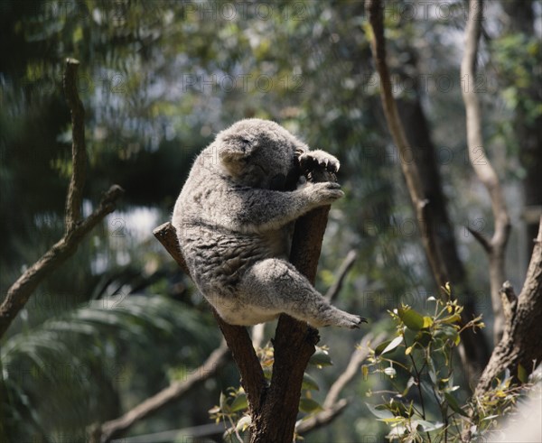 AUSTRALIA, General, Koala bear with eyes closed perched between lopped tree branches