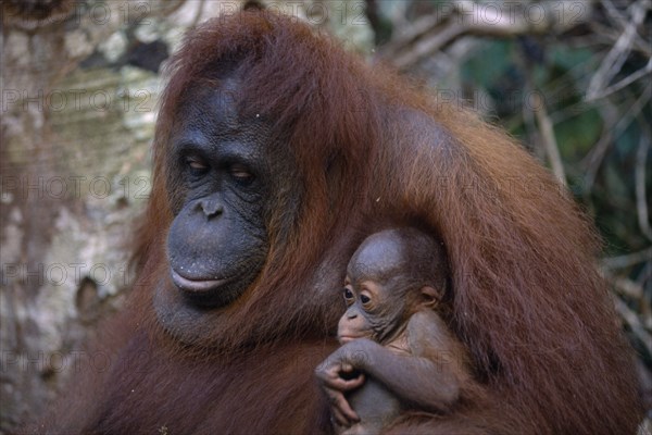 ANIMALS, Apes, Orangutan, Female and young orangutans in Borneo