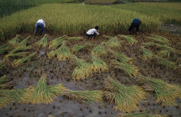 CHINA, Guangxi, Yangshuo, Rice harvest