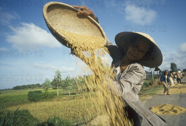 VIETNAM, Tam  Ky, Woman winnowing rice by side of the road by pouring rice out of a large flat basket