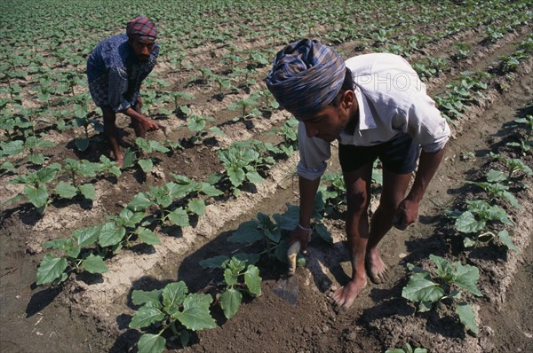 INDIA, Punjab , Agriculture, Farmers tending crops in field grown in ridged furrows.