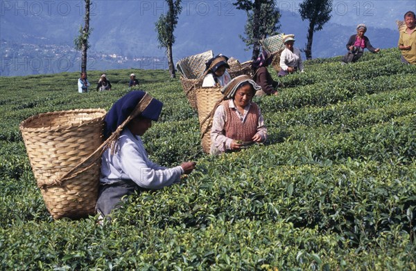 INDIA, West Bengal, Darjeeling , Women tea pickers at work putting leaves of tea bushes into baskets carried on their backs.