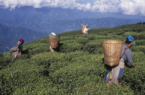 INDIA, West Bengal, Darjeeling, Female tea pickers at work on hillside plantation putting leaves into baskets carried on their backs.