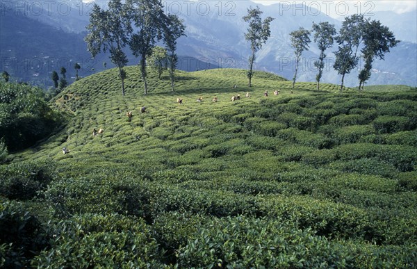 INDIA, West Bengal, Darjeeling, Distant view of line of tea pickers working across slope of tea plantation with line of trees and mountain landscape behind.