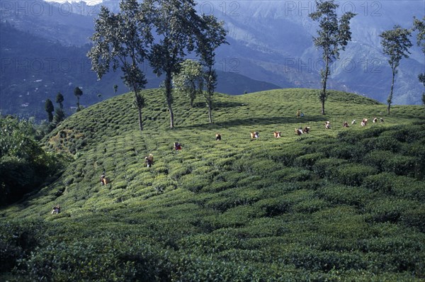 INDIA, West Bengal, Darjeeling, Distant view of line of tea pickers working across slpoe of tea plantation with line of trees and mountain landscape behind.