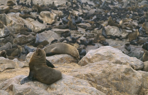 WILDLIFE, Sealife, Sea Lions, Sea Lion colony on the Atlantic coast of Namibia