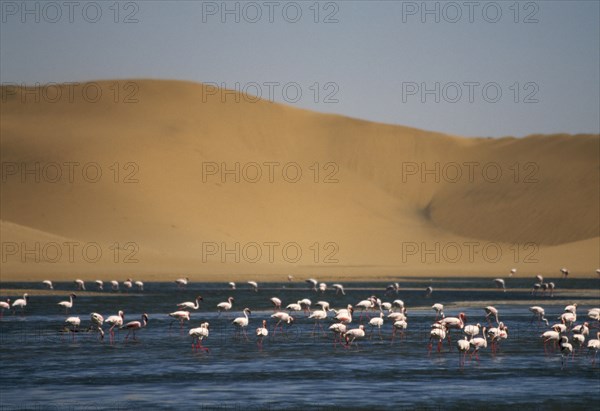 WILDLIFE, Birds, Flamingoes, Flamingoes feeding in a lagoon in front of sand dunes near Walvis Bay on the Atlantic Coast of Namibia