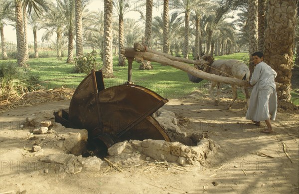EGYPT, Nile Valley, Sakia, Boy using typical water wheel. Palm trees behind