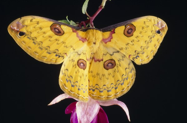 NATURAL HISTORY, Insects, Moth, Golden Emperor Silk Moth (Leopa katinka)  Single insect with outstretched wings on pink flower.
