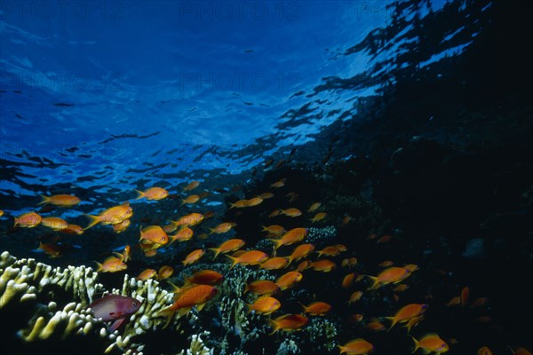 RED SEA, Underwater, Shoal of Anthias fish above reef