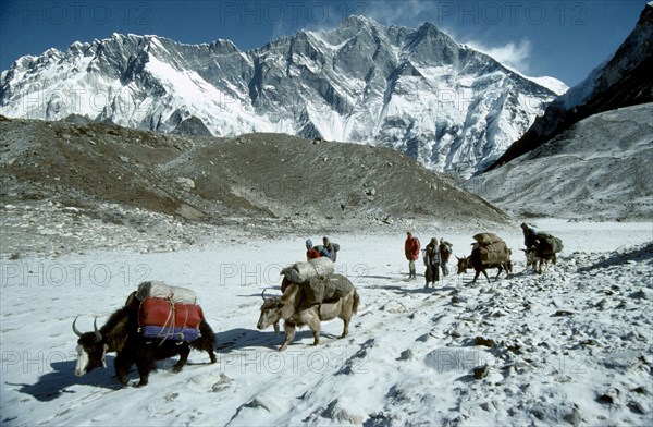 NEPAL, Everest and Gokyo, Lhotse Peak, Yaks loaded with packs walking through snowy mountain range with handlers toward camera with snow capped peaks in the background