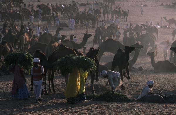 INDIA, Rajasthan, Pushkar, Camel Fair. Feeding time with people carrying large bundles of fodder to tethered animals in evening sunlight.