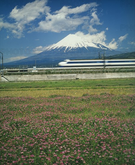 JAPAN, Honshu, Fuji-Hakone-Izu NP, The Shinkansen Bullet train passing the base of Mount Fuji with a field of pink flowers in the foreground