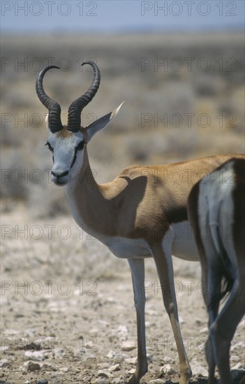 WILDLIFE, Springboks, Springbok at Etosha National Park in Namibia